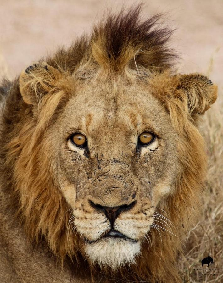 Elephant Plains Game Lodge Саби-Санд-Гейм-Резерв Экстерьер фото