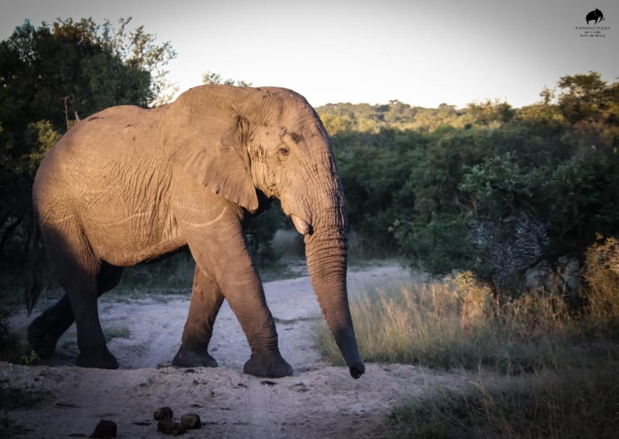 Elephant Plains Game Lodge Саби-Санд-Гейм-Резерв Экстерьер фото