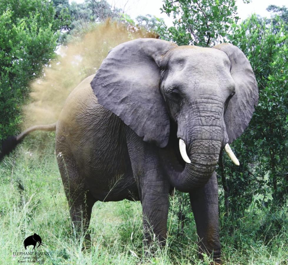 Elephant Plains Game Lodge Саби-Санд-Гейм-Резерв Экстерьер фото