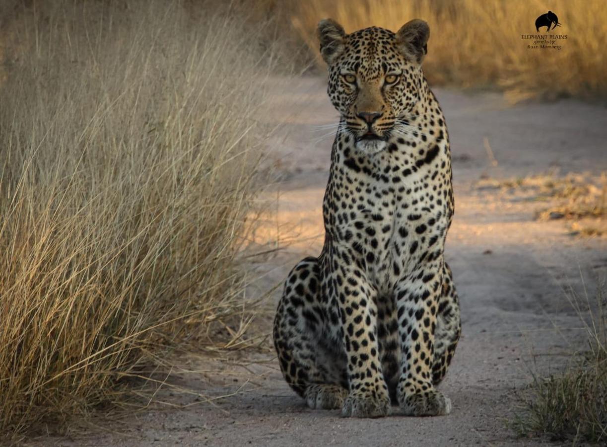 Elephant Plains Game Lodge Саби-Санд-Гейм-Резерв Экстерьер фото