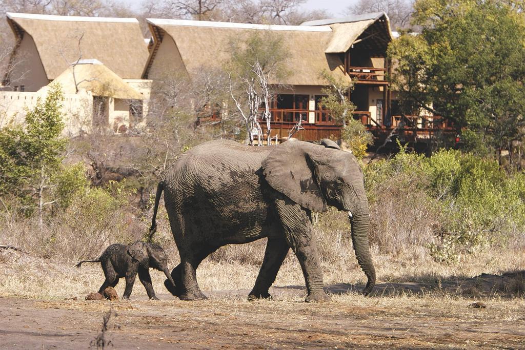 Elephant Plains Game Lodge Саби-Санд-Гейм-Резерв Экстерьер фото