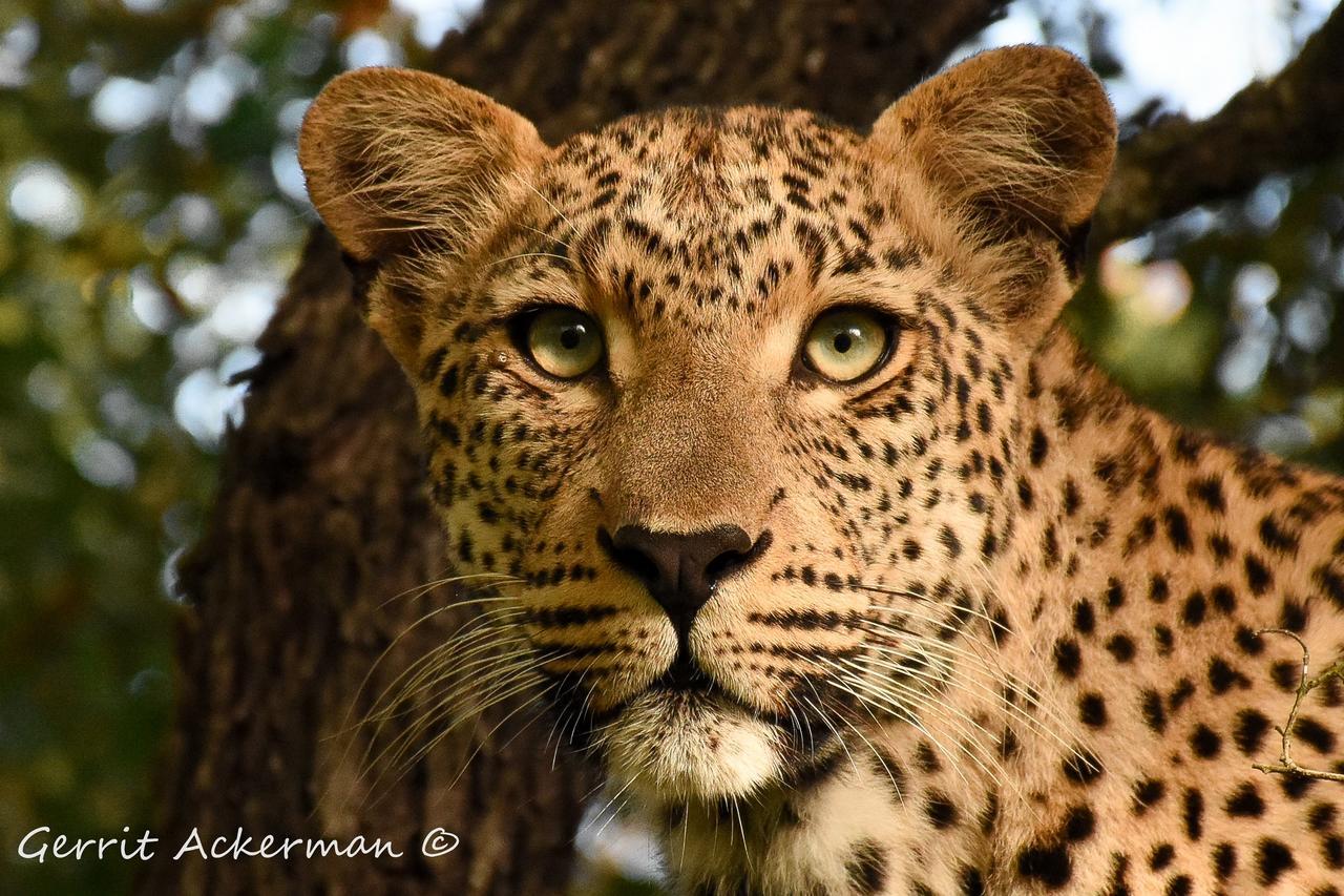 Elephant Plains Game Lodge Саби-Санд-Гейм-Резерв Экстерьер фото